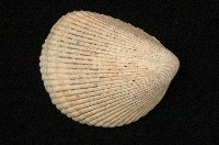 藏品(布氏鳥尾蛤)的圖片